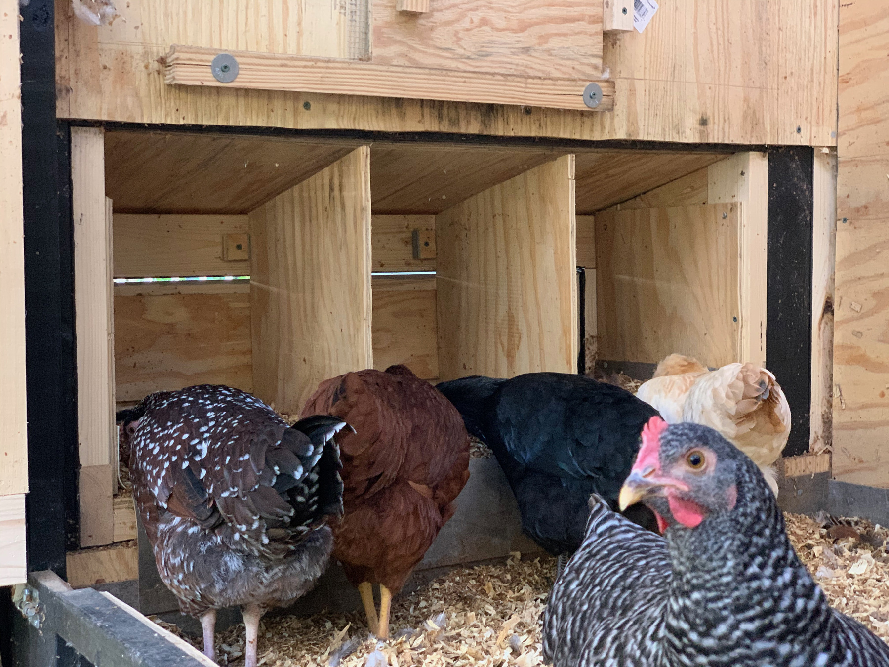 The older hens checking out the newly uncovered egg laying boxes, with photobomb from Latte.
