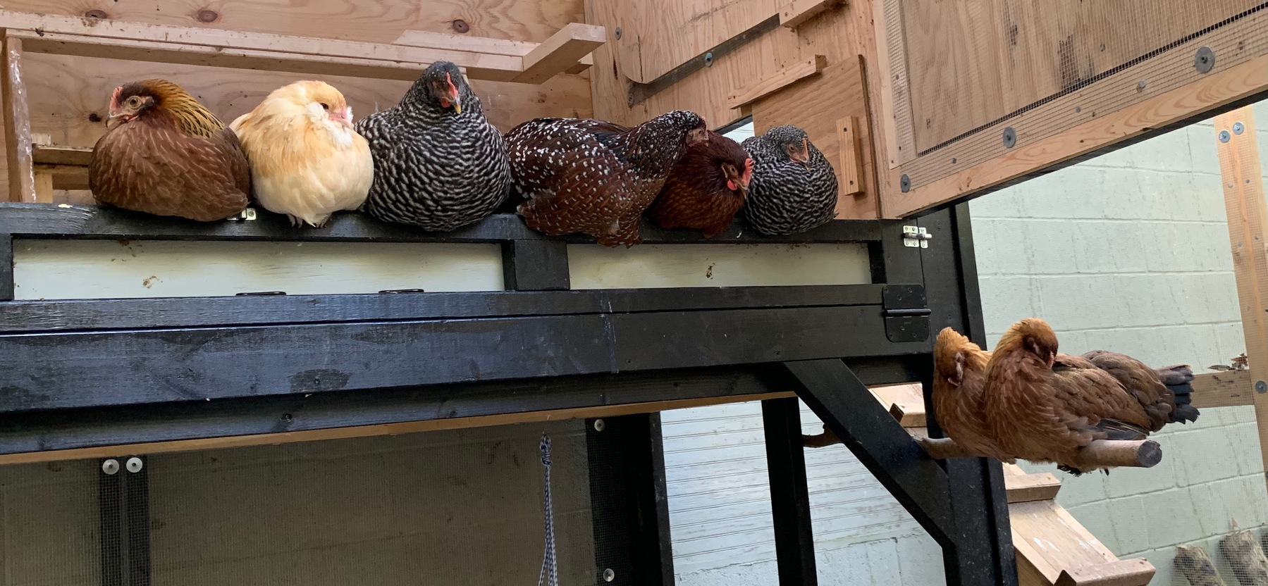 8 hens roosting in their coop