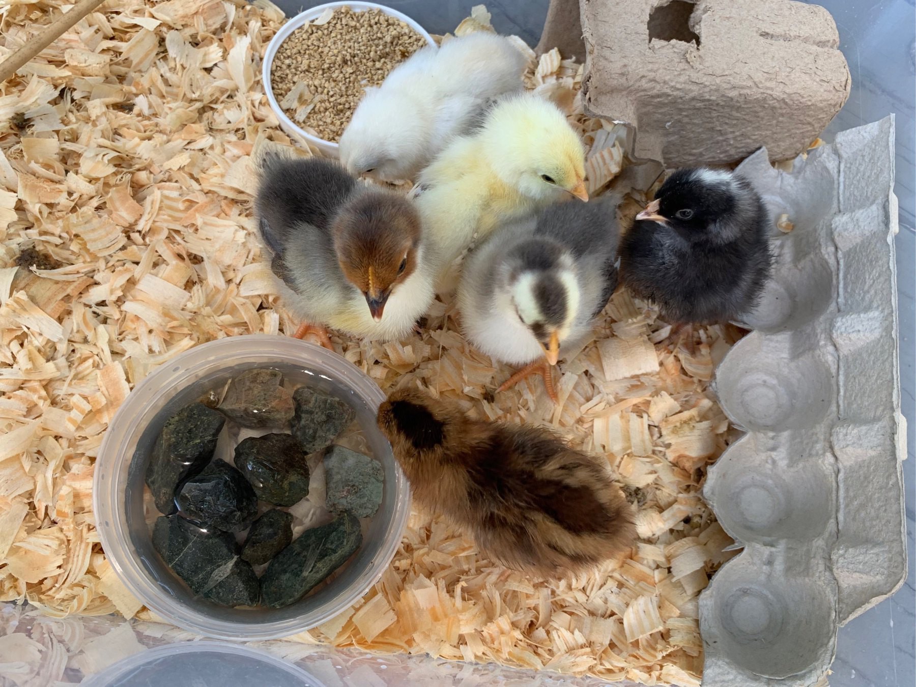 six baby chicks in their brooder